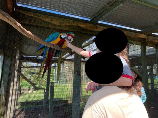 Feeding a few macaws nuts