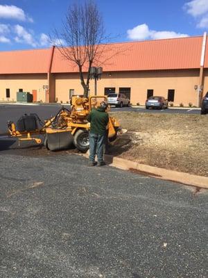 McCullough Tree Experts