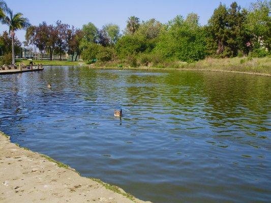 Pond with ducks!