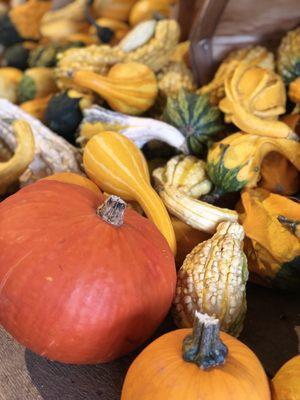 Super selection of gourds and pumpkins