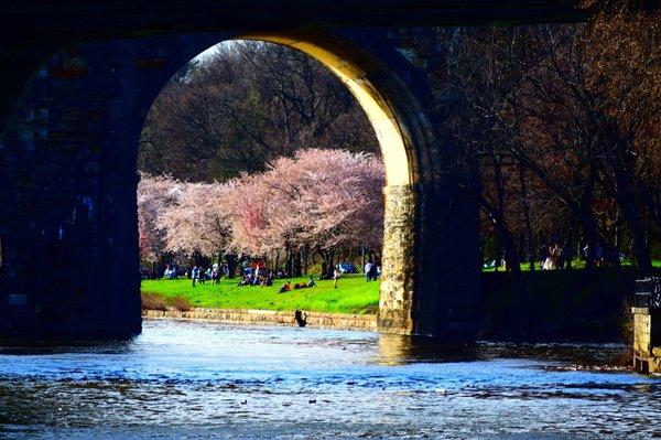 Cherry blossoms in West Fairmount park