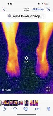 Thermal scan 60 days later. Far worse