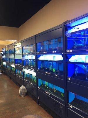 Fish tanks