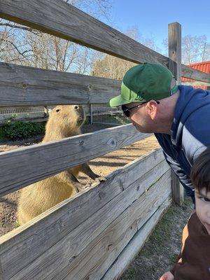 Capybara so cute!!!