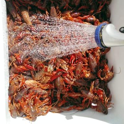 Crawfish time!