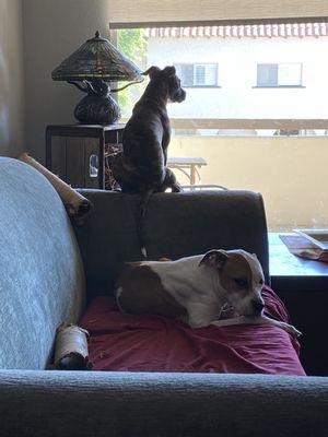 Remi is the cat looking out the window... Harley is the beautiful child sitting on the couch looking annoyed at her sister... Lol