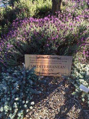 Garden at the library