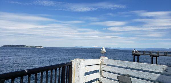 Beautiful view with a seagull