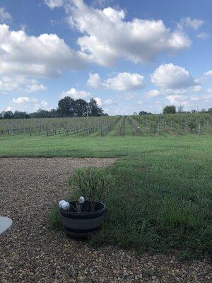 View from the patio.