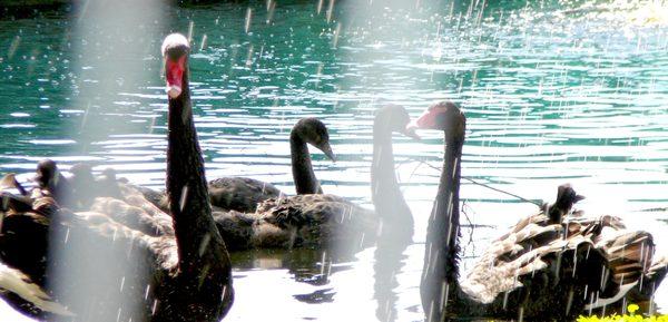 Australian black swans, peacocks, guineas, ptarmigans, doves, chickens and heirloom turkeys, and cows.