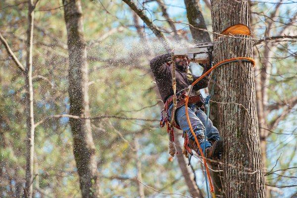 Southern Tree Pros