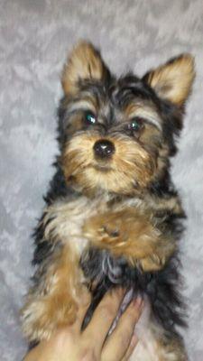 12 week old puppy Yorkie