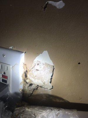 Termite damage and activity in Memphis Tennessee area