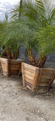 24" box Phoenix Robellinii (Pygmy date palm) locally grown.