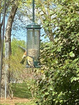 Gold finch eating and bluebird leaving