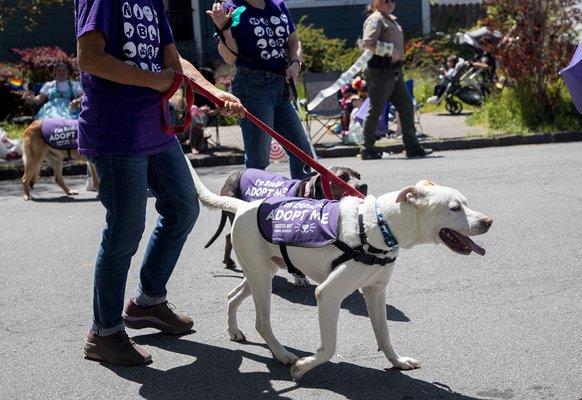 Volunteer Dog Walkers