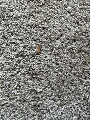 Debris in the "new" carpet