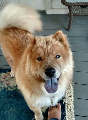 My name is Brandy and I love to go to the North Channel Animal Hospital.