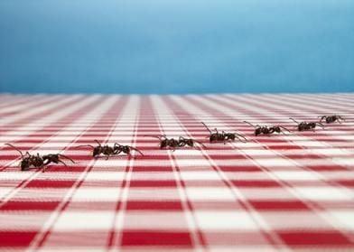 Ant Control Services for the Temecula valley