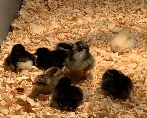 Baby chicks