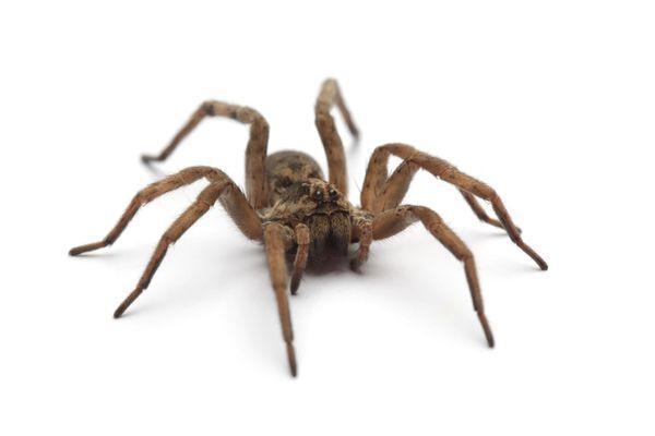 Wolf Spider