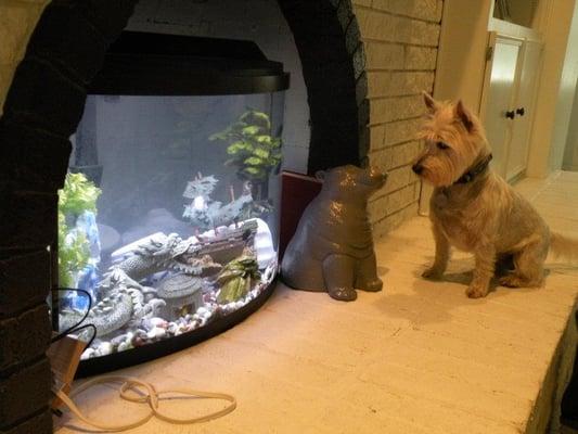 With kenneling or pet boarding, your furkid can't stay in touch & stress-free in their environment; And will miss their fishy friends too!