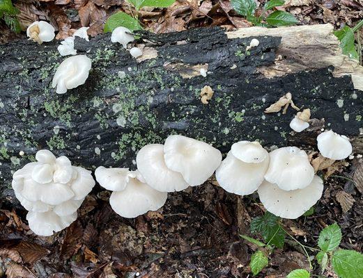 Aquidneck mushrooms