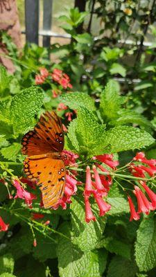 Butterfly garden