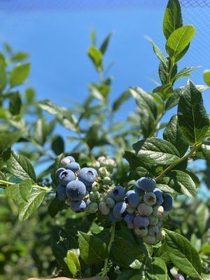 Terhune Orchards