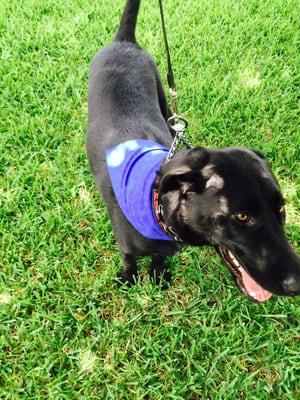 Our first time to take our 1 year old black lab to a groomer - they were fantastic!