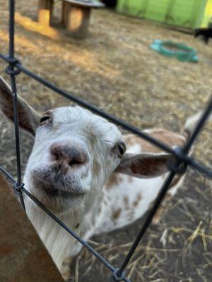 Friendly goat