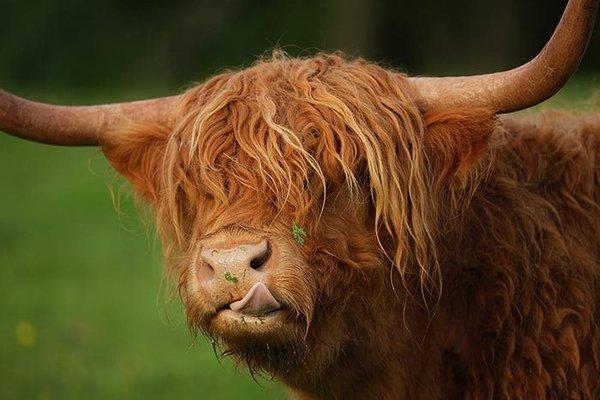 Highland cow