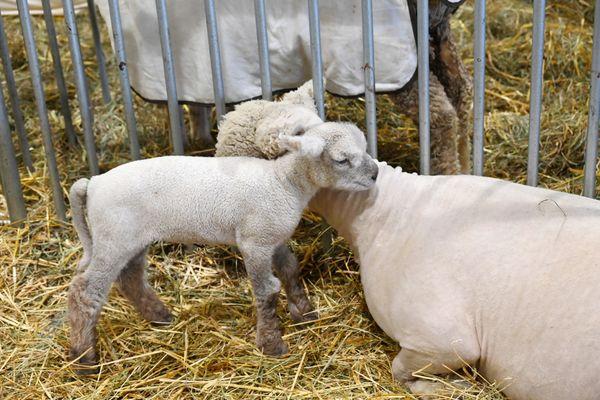 Fryeburg Fair