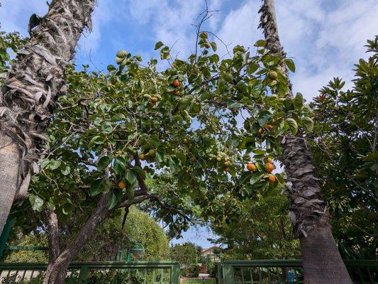 Fruit in the Friendly Garden