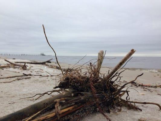 Sticks and other random debris