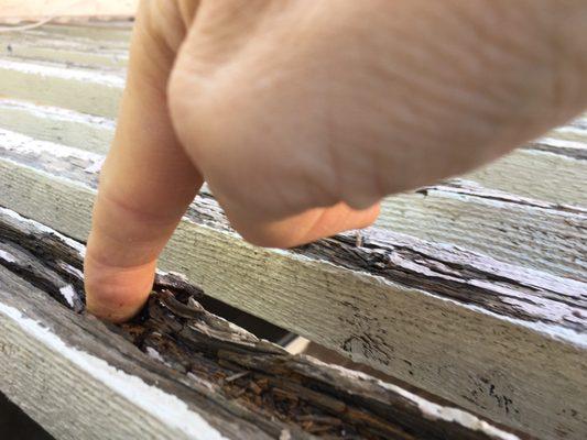 10 sticks on trellis by house were left in such bad shape that we can poke fingers into them