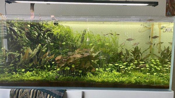 An impressive ecosystem of multi-species youngins & live plants