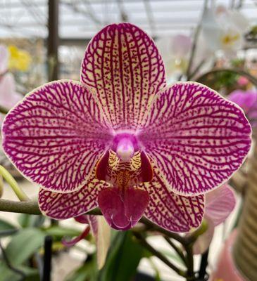 Tropical orchids from our neighbor orchid grower.  Best quality available!