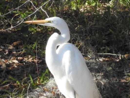 Great Egret