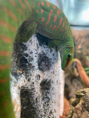 Meet Reptar, our store mascot! He is a 1 year old Madagascar day gecko.