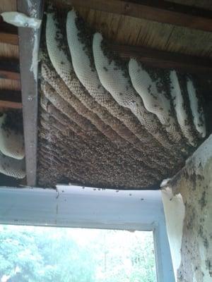 Bee hive inside wall in west hills.ca