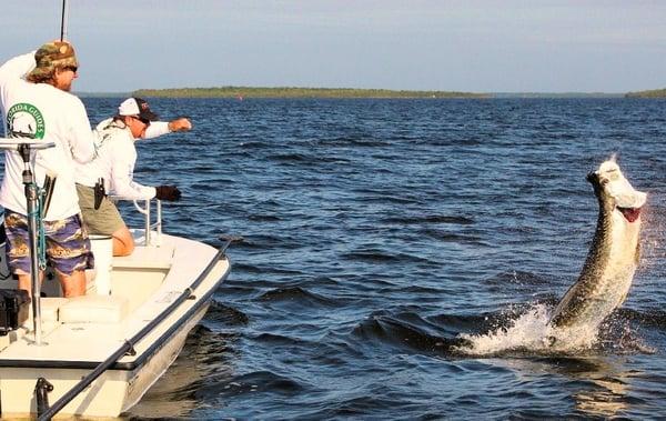 tarpon on fly at flamingo
 www.floridasportfishingcharters.com