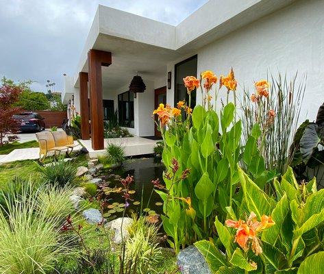 A colorful tropical koi pond for a modern home in Los Angeles