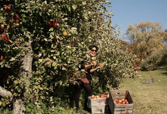 Apple picking