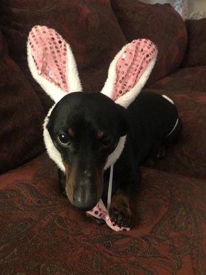 Mia trying to bite off her bunny bow tie. The cotton tail is the.cutest.thing.ever! 9.19.18