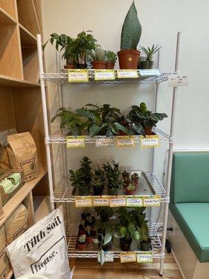 Plants for sale