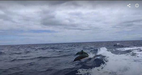 Dolphin's following the boat