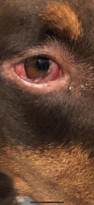 This was my dogs eyes when I got them back. Had a big open wound on his foot. I am I know one thing I'm not going back there.