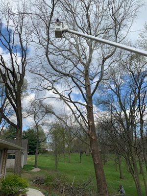 Long Brothers Tree Service