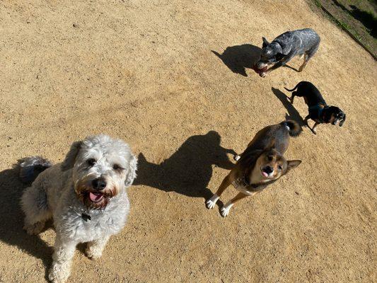 playing with other dogs waiting for Pam to throw the ball